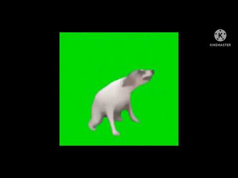 Dancing Dog Green Screen