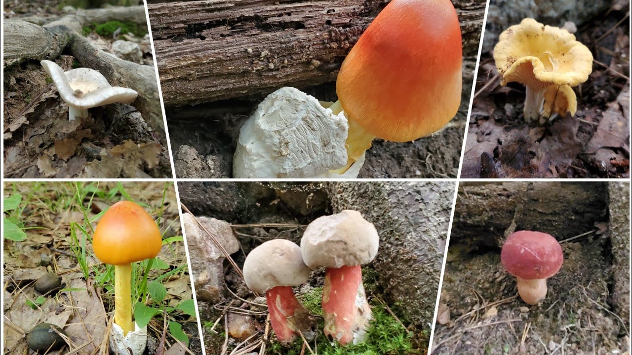 Beautiful forest with lots of mushrooms 🍄 Hermoso bosque con muchas setas. 