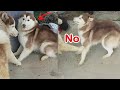 Husky Shocked When Dad Attacks for the First Time – Cute Dog reaction 