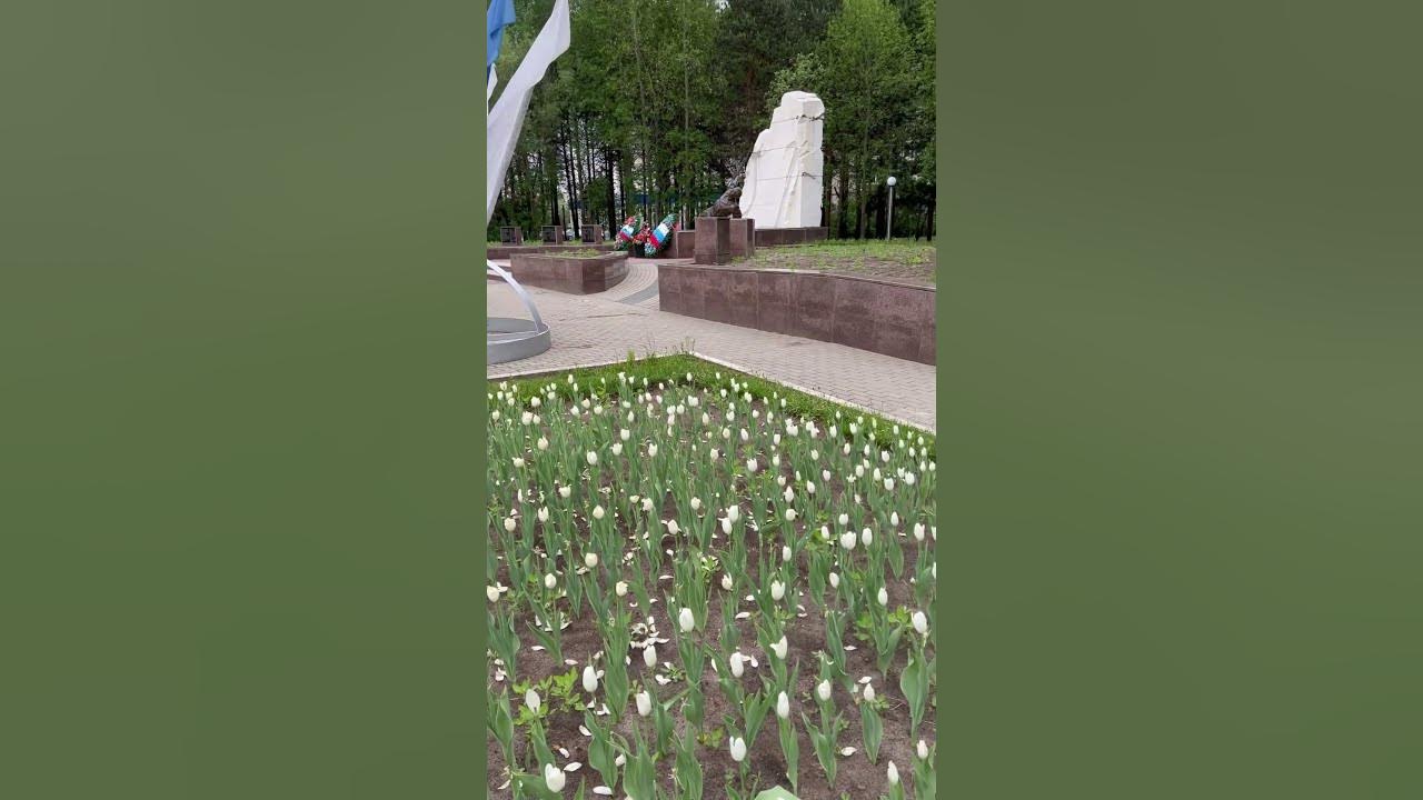 СУРГУТ ХОЛОД ПОГОДА 08.06.2023/ ТЮЛЬПАНЫ #сургут #север #погода # ...