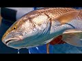 REDFISH GALORE in the EVERGLADES! | Catching FISH ON FLY ROD and SPIN TACKLE | Saltwater Experience