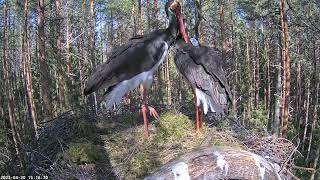 Black Stork Nest 2023 by Aare 3,402 views 4 months ago 1 hour, 33 minutes