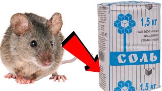 Как избавиться от мышей в доме навсегда 100%