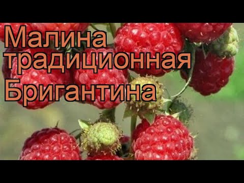 Малина традиционная Бригантина (rubus brigantina) ? обзор: как сажать, саженцы малины Бригантина