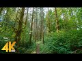 4K Forest Walk on a Summer Day with Soulful Music - Beauty of Snoqualmie Valley Trail - 3,5 HOURS