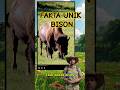 Bison Bisa Jadi Mesin Pemotong Rumput?! 🌿🦬| Fakta Unik Hewan #shorts #faktaunik #bison #animals