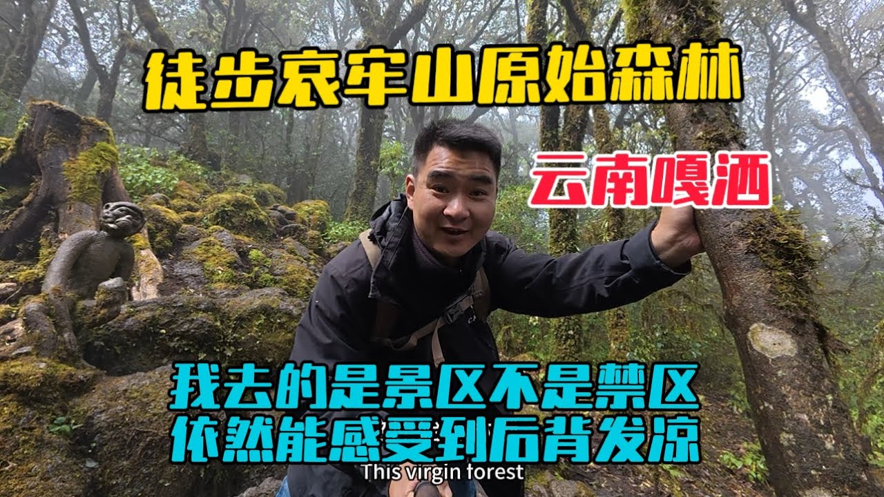 徒步雲南哀牢山原始森林，我去的是景區不是禁區，依然能感受到後背發涼！