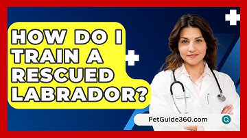 How Do I Train A Rescued Labrador? - PetGuide360.com