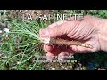 TUTO BENE "26" : LA GALINETTE-Salsifis sauvage (Scorzonera laciniata  /  Podospermun lacinatum)