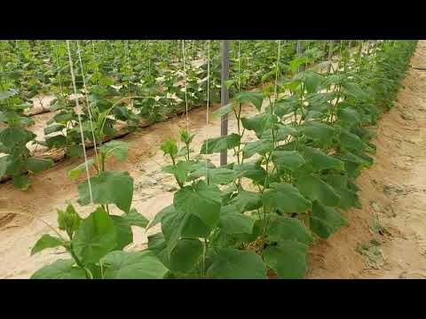 فنون زراعيه حلقه 156 الكالسيوم واعراض نقصه على محصول الخيار