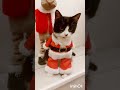 Нарушили планы #youtubeshorts#смешныекоты#юмор#cutecat#