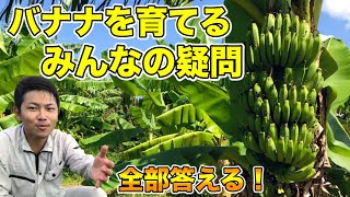 【バナナ栽培】みんなの疑問や質問，不安に全部答える！【バナナ交流①】[Banana cultivation] Answer all your questions.