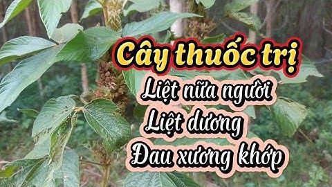 Trị bệnh liệt dương,liệt nữa người và đau xương khớp,dùng cây tóp mỡ lá to