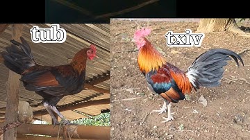 Me nyuam qaib f3 pib qua lawm 