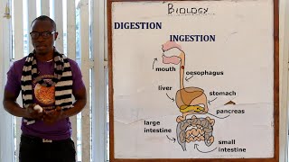 20. PART 1 The Digestive System Biology Form 1 screenshot 4