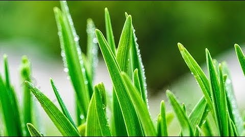 Cảnh đẹp thiên nhiên cây cỏ giúp thư giãn | MỘC