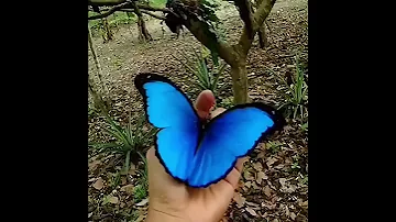 فراشة مورفو الزرقاء أحد أجمل فراشات العالم 