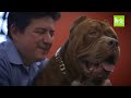 Hulk’s Son Kobe Is The Pit Bull Of The Future | DOG DYNASTY