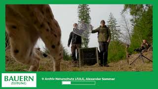 Luchse im Erzgebirge | Projekts »RELynx Sachsen«