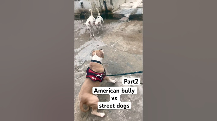 American bully vs street dogs part2 #traineddog #dog #pittienation #doglover #pitbull #sweetpuppy
