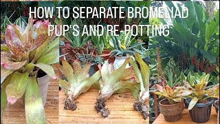 How to Separate Bromeliad Pup's and Repotting/Step by Step