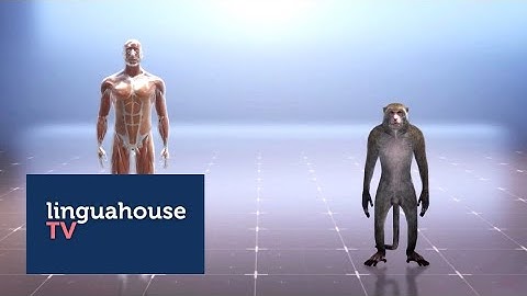 Scientists Create Human-Monkey Embryo (British English, C1-C2)