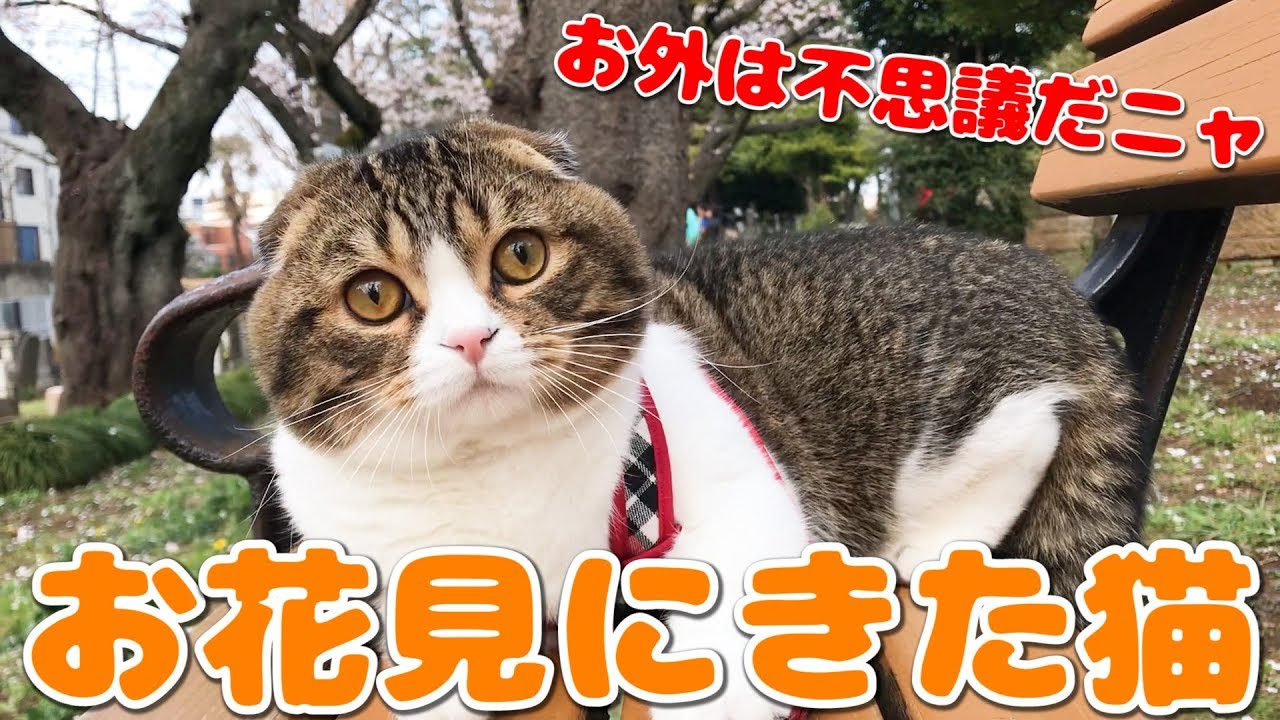 お花見に出かけた猫(初めてのお外)【スコティッシュフォールド