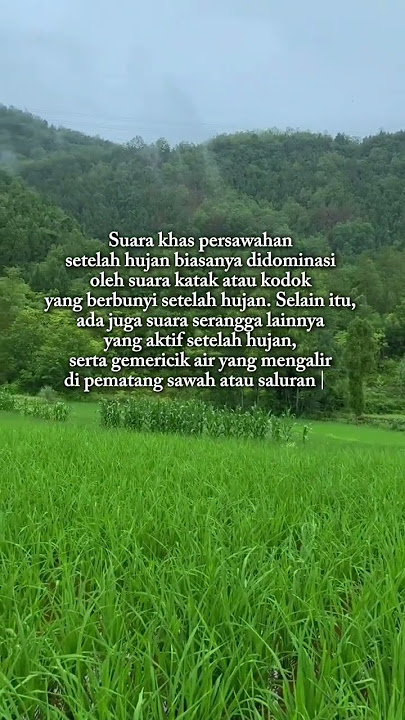KONSER KATAK DI SAWAH