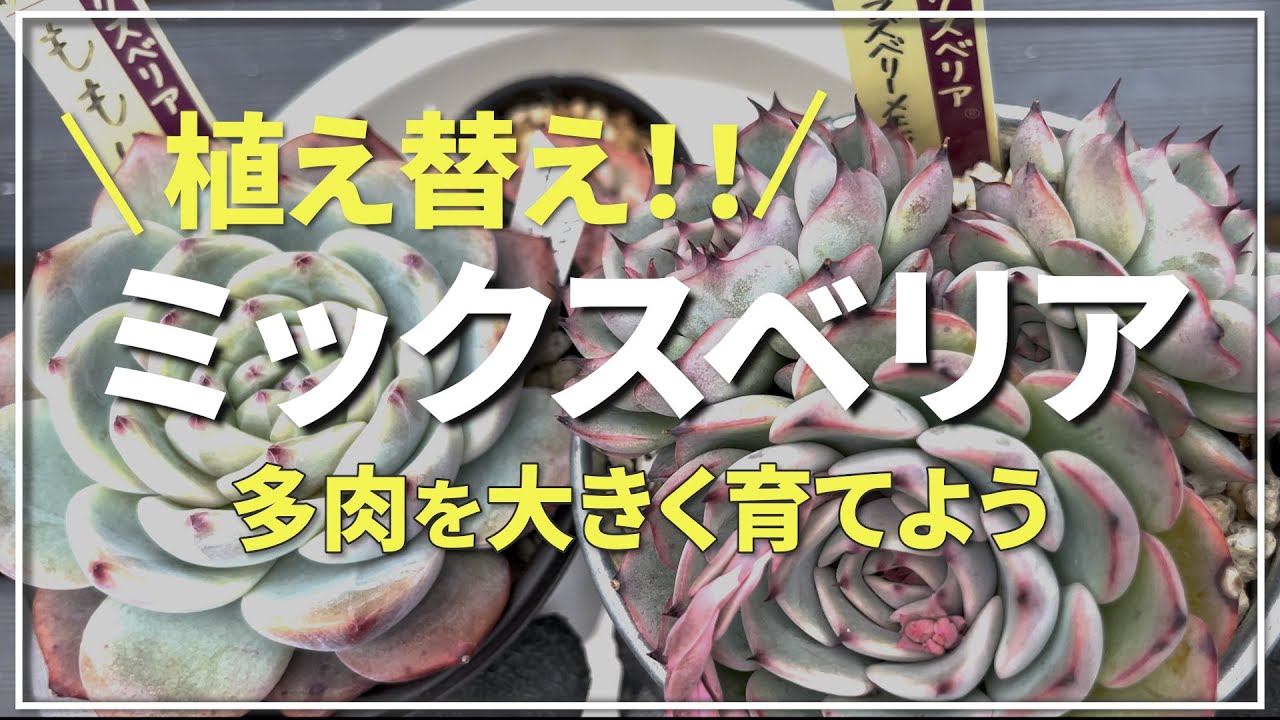 多肉植物】春が来た！ミックスベリアの植え替え！大きく育てたい！①