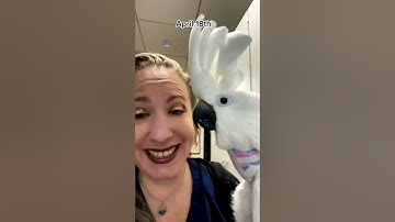 Understanding Bird Body Language