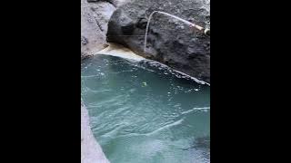 Mancing wader arus deras tarikannya mantap-mantap #mancingwader #joranlentur #mancing #waderan