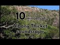 ALBANY THICKET early morning bird soundscape - 10 minutes of pure nature