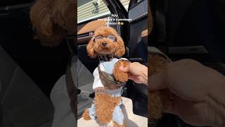 Your Puppy Is A Passenger Princess