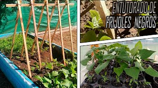 FRIJOLES NEGROS (habichuela, caraota, poroto, judía, alubia), GERMINACION, TRASPLANTE Y ENTUTORADO 