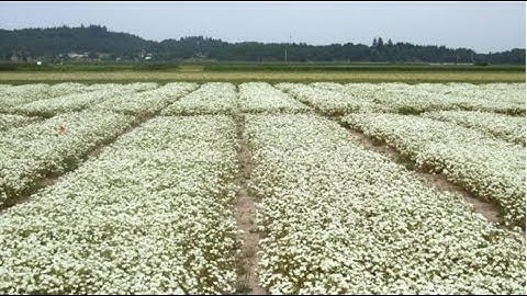 How to Design and Analyze Experiments Using an Augmented Design