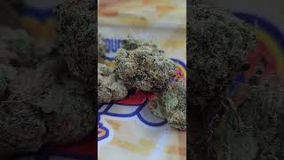 💥💥💥🍪🍪🍪MADISON SQUARE GUMBO COOKIES STRAIN 🥶🥶🥶✅️✅️✅️