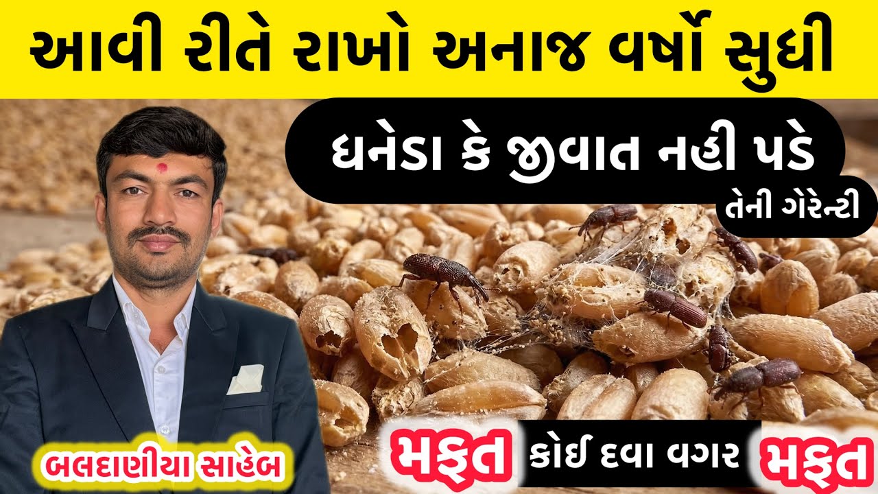 ઘઉં ભરવાની આ દેશી રીત અપનાવો, ૧૦ વર્ષ સુધી જીવાત નહીં પડે @GJ4FARMING