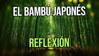 REFLEXIÓN - EL BAMBÚ JAPONÉS, Reflexiones Diarias, Positivas, Cortas, Frases, Mejor Persona, De Dios