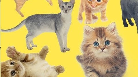 Funniest Cat Videos Compilation in 2 Minute