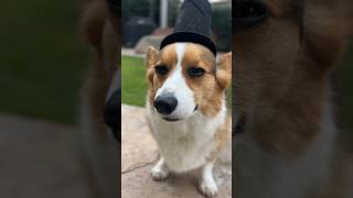 My Corgi’s Cute Little Hats #corgi #pets #dogs #shorts