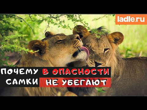 Как самки ведут себя в опасности? Биология. Реакция самцов и самок на опасность. Действие гормонов