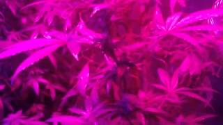 Godbody Genetics (Afghan Kushite, Rhianna, Camouflage Smoke, GB Cheese)