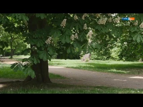 Video: Die Magischen Kräfte Der Rosskastanie