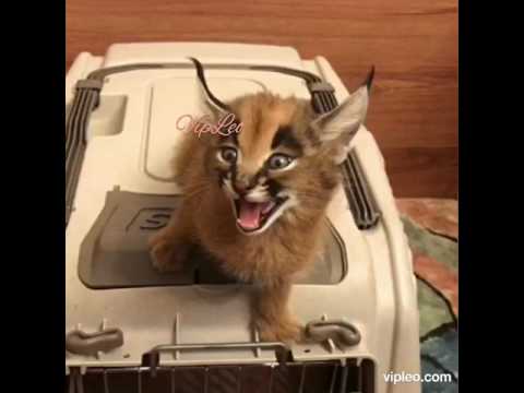 Видео: Котките каракал са опитни хищници