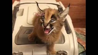 ♔VipLeo. Как мяукает каракал. Наша внучка caracal. ♔VipLeo. Как мяукает каракал. Наша внучка caracal.