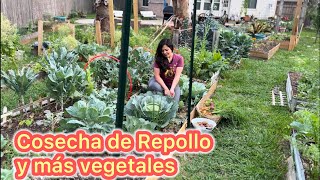 Cosechando muchos vegetales y un gran Repollo