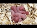 [티비플]중국의 잔인하고 미친 음식 TOP5