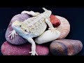 BEARDED DRAGON pet