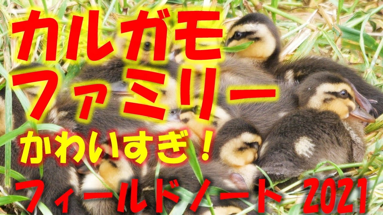 可愛い カルガモ親子 21 So Cute Spot Billed Duck Family 21 Youtube