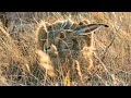 Зайцы в начале осени / Hares at the beginning of autumn